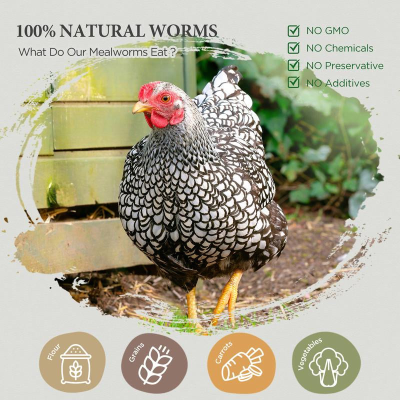 COOHGRUBS Dried Mealworms for Chickens - 100% Natural Premium Protein, Original Meal Worms Larvae for Laying Hen, Tasty Treats for Wild Birds Speeds up the Molting Process Pamper Your Feathered Friends