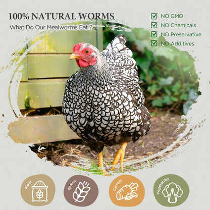 COOHGRUBS Dried Mealworms for Chickens - 100% Natural Premium Protein, Original Meal Worms Larvae for Laying Hen, Tasty Treats for Wild Birds Speeds up the Molting Process Pamper Your Feathered Friends