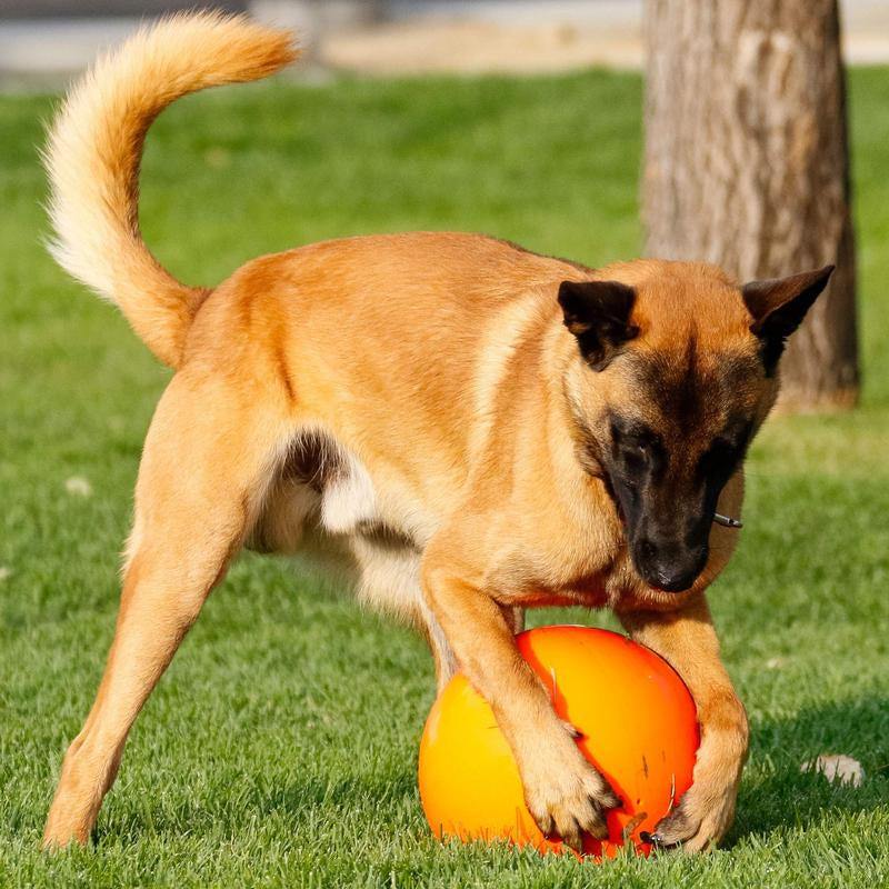 Virtually Indestructible Ball for Dogs 10-Inch