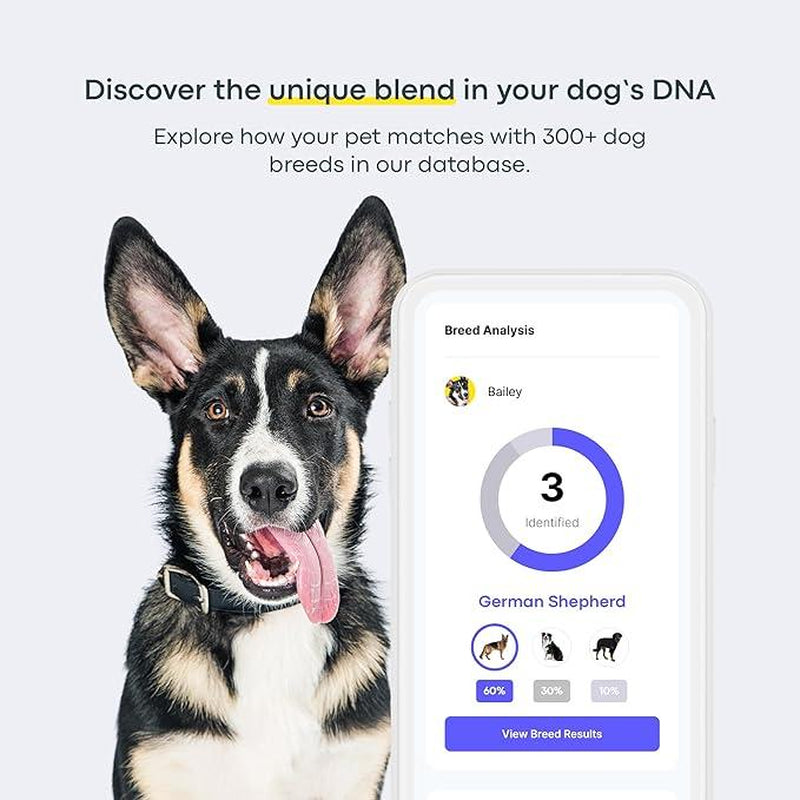 Basepaws Dog DNA Test Kit – 300+ Breeds, 280+ Genetic Health Risks, and 30+ Traits - 1 Pack - Comprehensive Dog DNA Test for Ancestry & Health Care