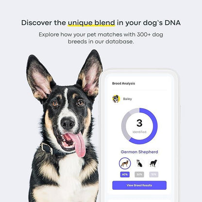 Basepaws Dog DNA Test Kit – 300+ Breeds, 280+ Genetic Health Risks, and 30+ Traits - 1 Pack - Comprehensive Dog DNA Test for Ancestry & Health Care