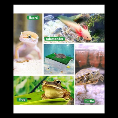 Small Turtle Basking Platform – Floating Ramp & Resting Dock for Aquatic Turtles, Reptiles, and Frogs