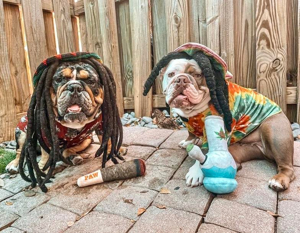 Doggy Doobie Funny Dog Toy - Plush Squeaky Crinkle Toy for Medium, Small, and Large Dogs - Cute Gift for Dog Birthdays