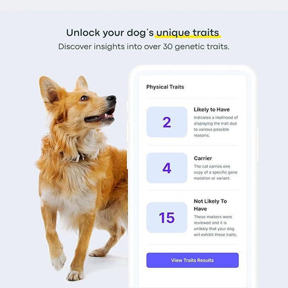 Basepaws Dog DNA Test Kit – 300+ Breeds, 280+ Genetic Health Risks, and 30+ Traits - 1 Pack - Comprehensive Dog DNA Test for Ancestry & Health Care