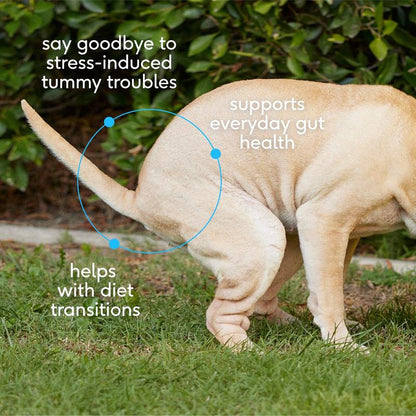 Native Pet Probiotic Powder Supplement for Dogs - 6 Billion Cfus - Promotes Healthy Digestion and Supports Complete Gut Health for Your Dog