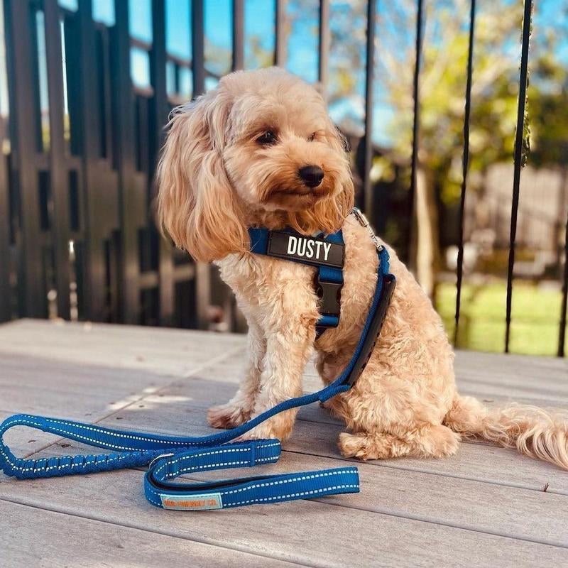 Dog Friendly Co. Harness - Easy to Fit No-Pull Design - Safe Secure and Comfortable - Ideal for Dogs of All Shapes and Sizes Leash