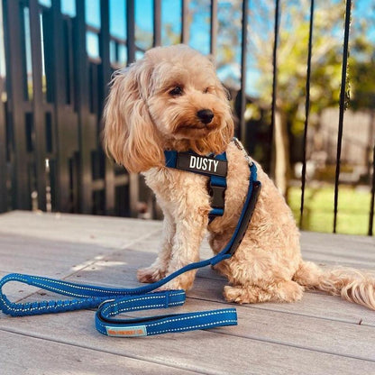 Dog Friendly Co. Harness - Easy to Fit No-Pull Design - Safe Secure and Comfortable - Ideal for Dogs of All Shapes and Sizes Leash