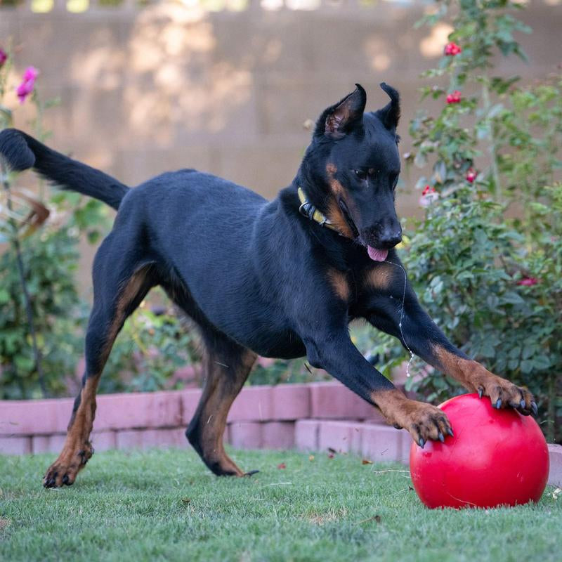 Virtually Indestructible Ball for Dogs 10-Inch