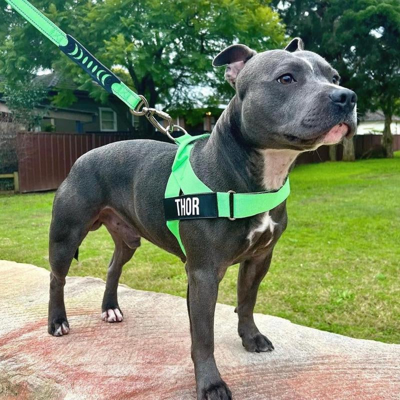 Dog Friendly Co. Harness - Easy to Fit No-Pull Design - Safe Secure and Comfortable - Ideal for Dogs of All Shapes and Sizes Leash