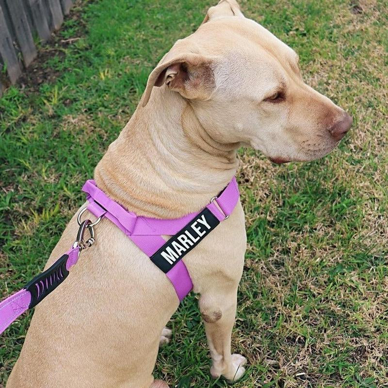 Dog Friendly Co. Harness - Easy to Fit No-Pull Design - Safe Secure and Comfortable - Ideal for Dogs of All Shapes and Sizes Leash