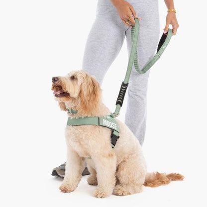 Dog Friendly Co. Bungee Dog Leash – Shock Absorbing, Reflective & Heavy Duty with Traffic Handle & Padded Grip Dog Leash